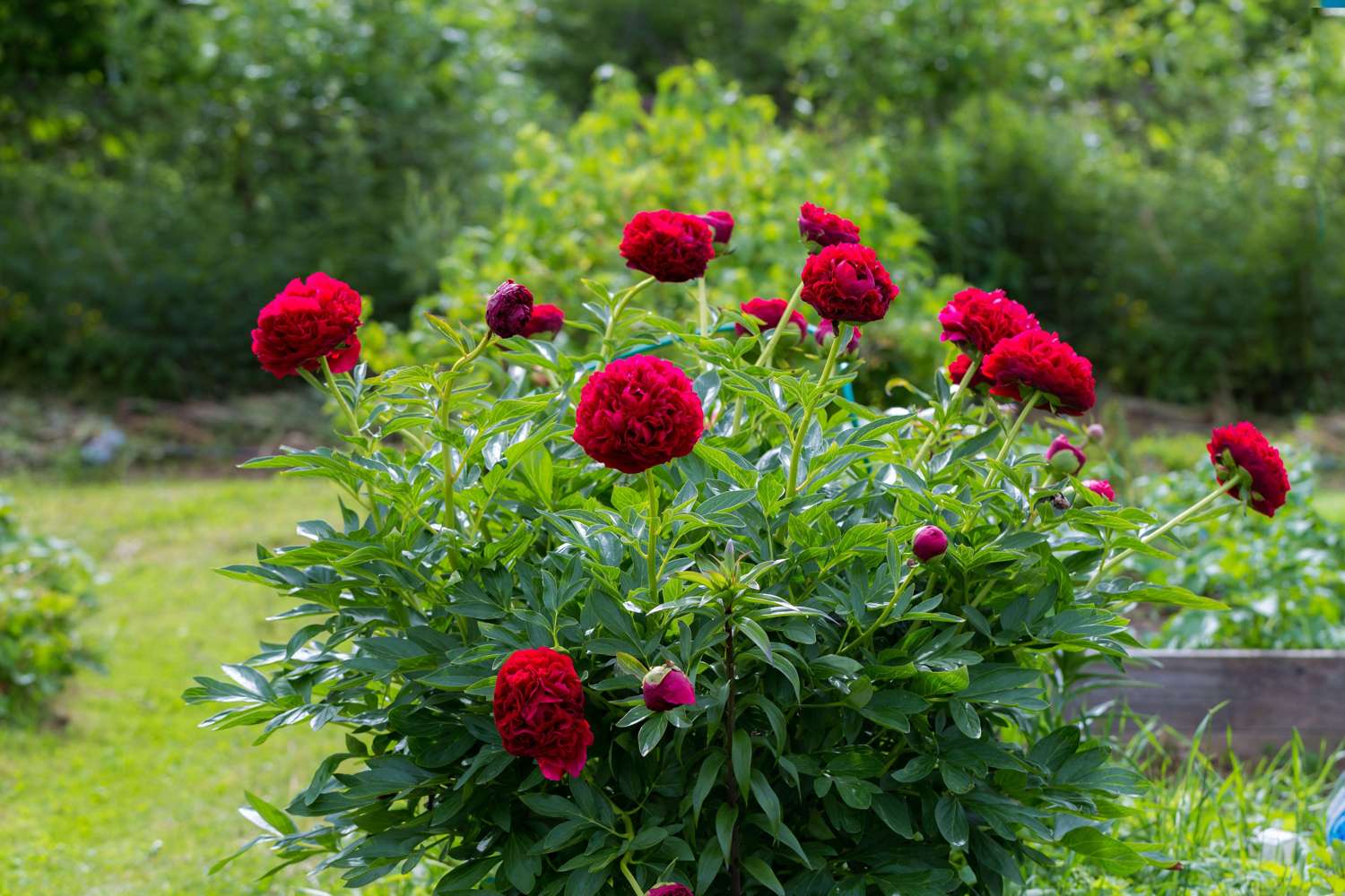 Pioni 'Commander Performance'